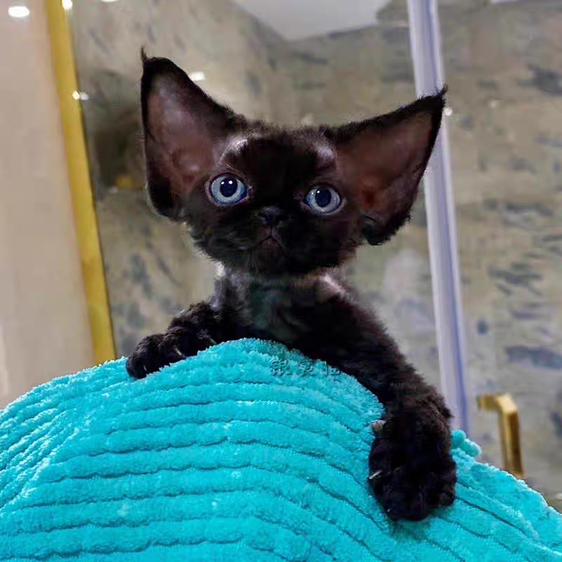 猫舍直销,批发价出售,德文卷毛猫